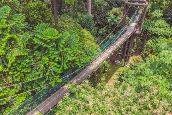 Bukit Nanas KL Forest Reserve