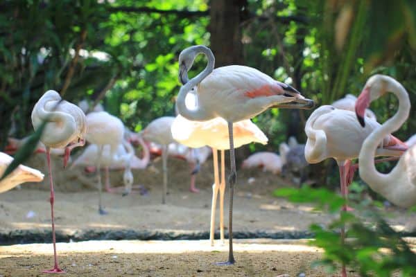 Flamingos at Kuala Lumpur Bird Park