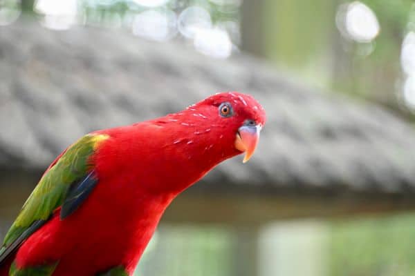 Kuala Lumpur Bird Park