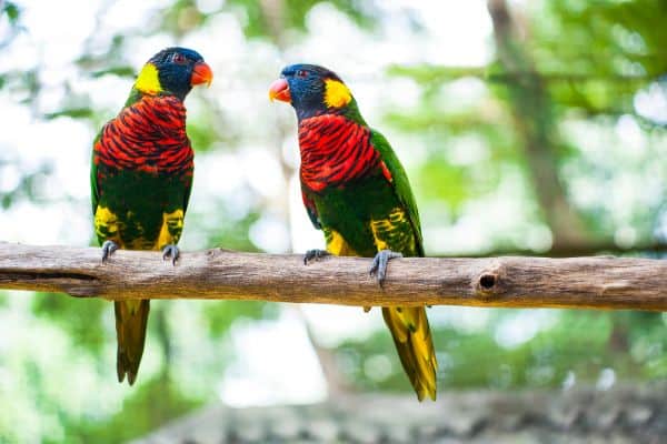 Kuala Lumpur Bird Park