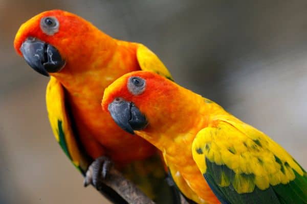 Kuala Lumpur Bird Park