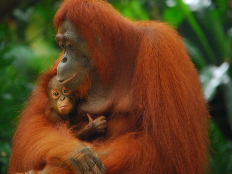 Singapore Zoo is a family affair