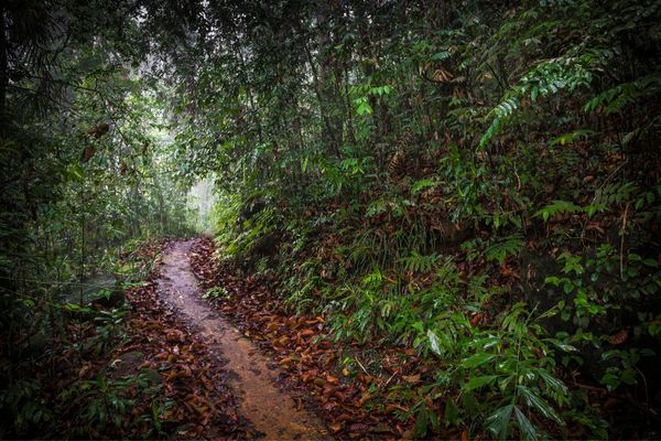 Sinharaja Rainforest Trails