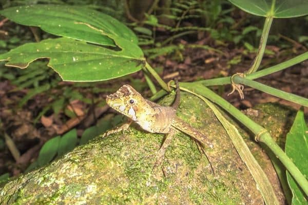 Sinharaja Rainforest wildlife