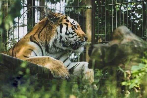 Tiger in Helsinki Korkeasaari Zoo