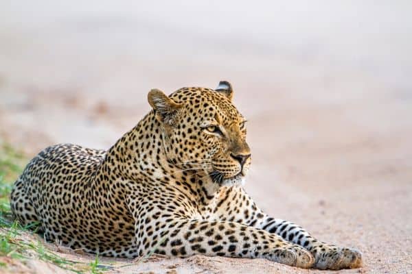 Yala National Park Leopard