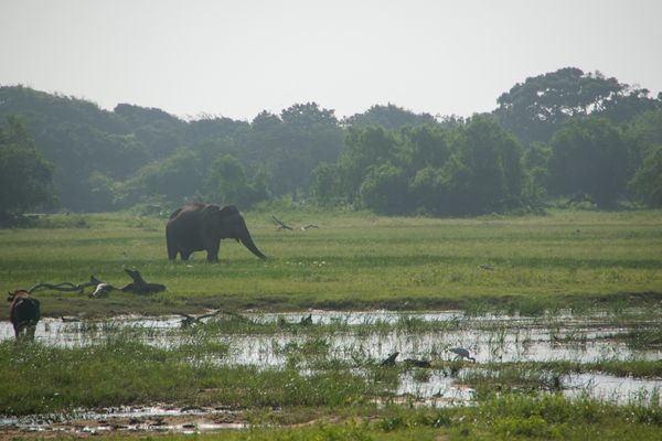 Yala National Park elephant in field