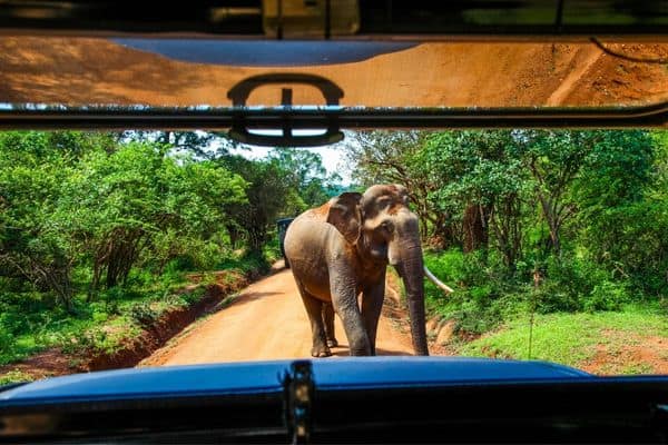 Yala National Park elephant on road