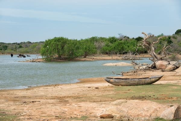 Yala National Park water buffalo