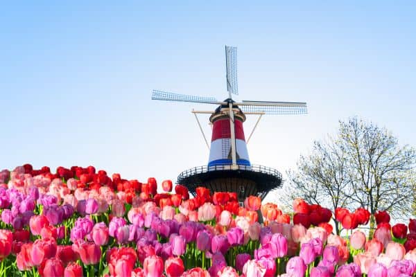 Leiden tulips and windmills